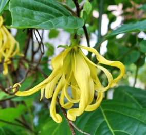 Ylang-ylang