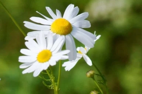 Camomille