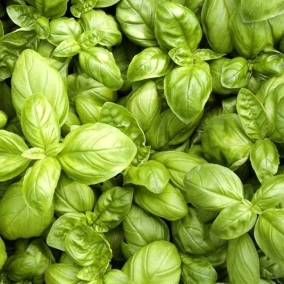 Basilic