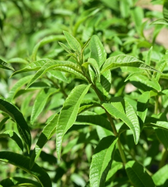 Verveine
