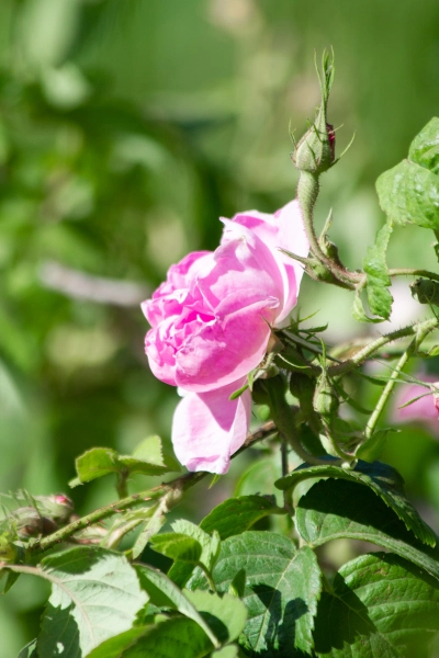 Les roses