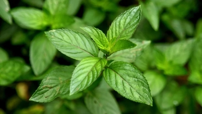 Menthe poivr&eacute;e