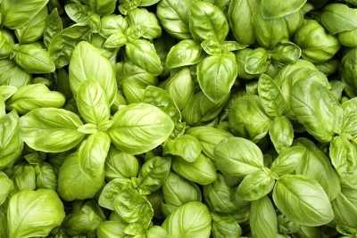 Basilic
