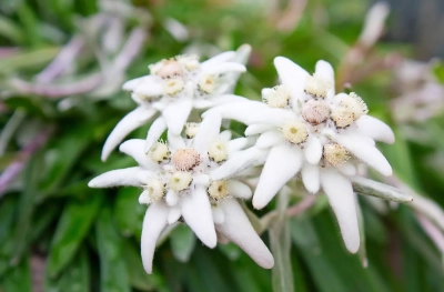 Edelweiss