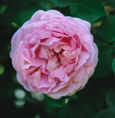 Rose de Damas