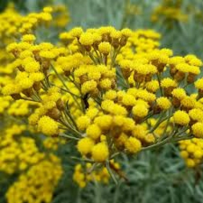 L'immortelle